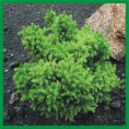 Cryptomeria japonica "Vilmoriana" - kryptoméria japonská